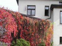 Dům zkrášlený podzimním přísavníkem